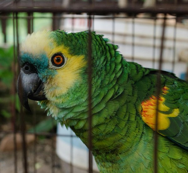 Des produits sains pour chiens : votre boutique en ligne incontournable