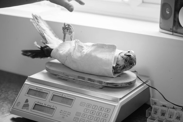 Le golden retriever adulte : un compagnon affectueux et fidèle