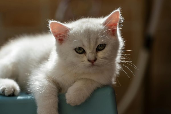 Top 5 raisons d'opter pour une chatière sureflap pour votre chat