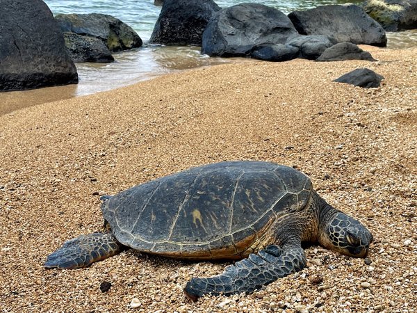 Quel est le meilleur type de substrat pour un habitat de tortue charbonnière?