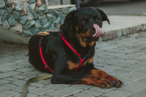 Quels sont les signes de la dysplasie de la hanche chez un chien de race Rottweiler et comment la gérer?