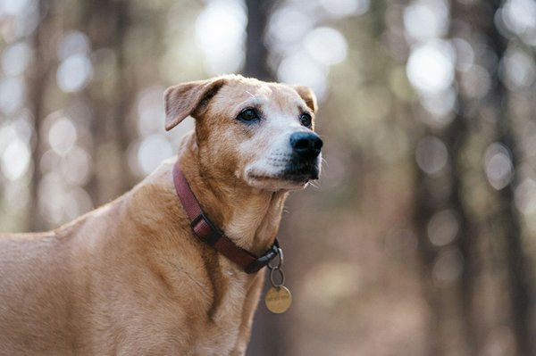 Chien : les clés pour une adoption réussie et responsable